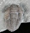 Flexicalymene Trilobite - Ohio #61038-4